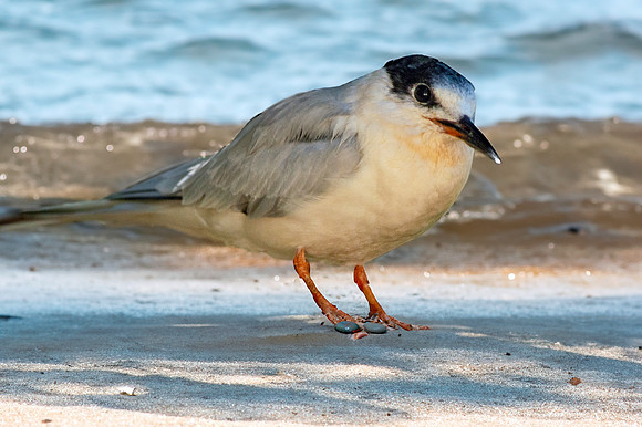 Roseate tern