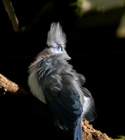Crested coua