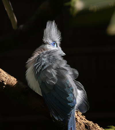 Crested coua
