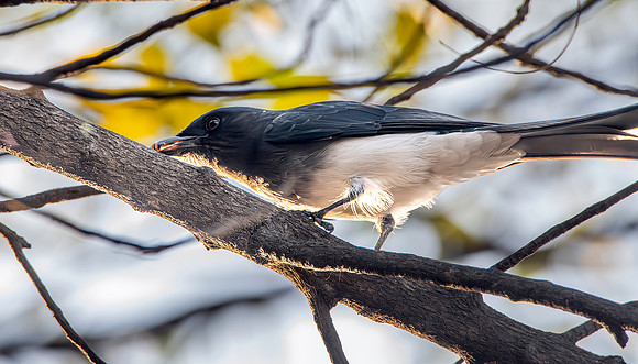 White bellied drongo
