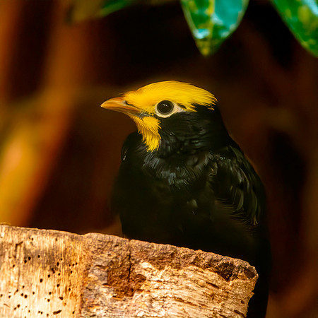 Golden crested myna
