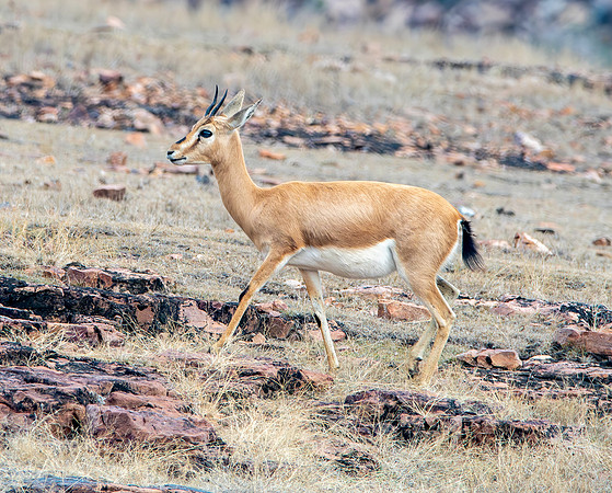 Chinkara / Indian gazelle