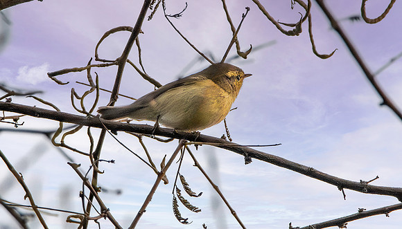 Brooks' leaf warbler