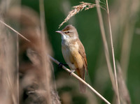 Great reed warbler