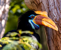 Knobbed hornbill