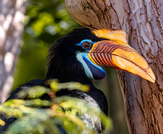Knobbed hornbill