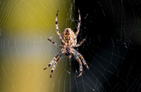 Cross orb weaver
