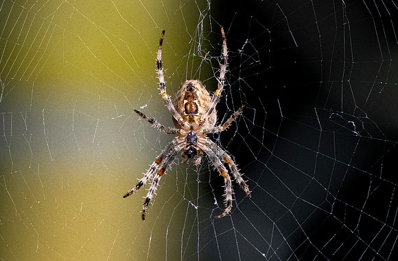 Cross orb weaver
