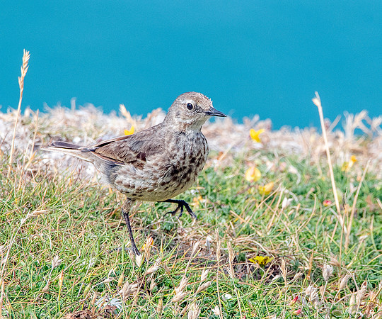 Rock pipit