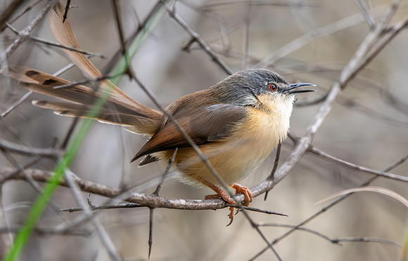 Ashy prinia