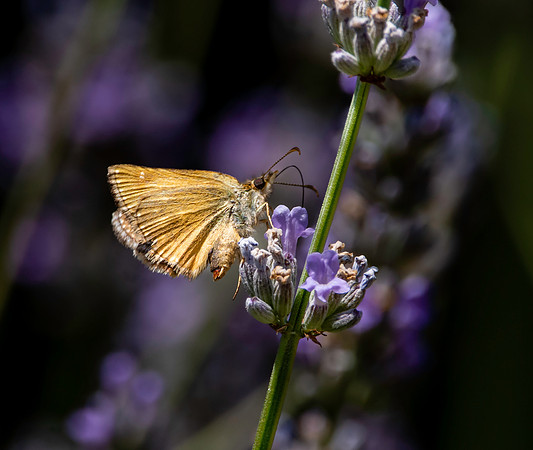 Dingy skipper