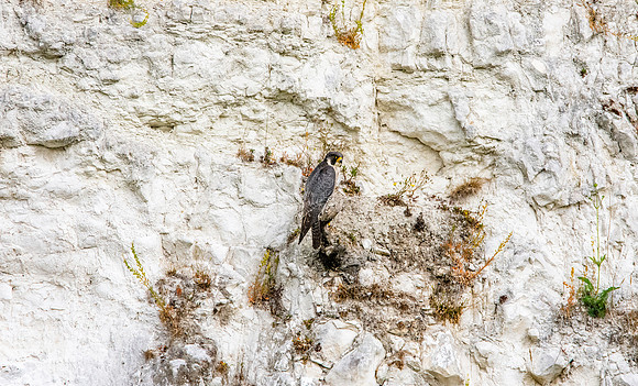 Peregrine falcon nest