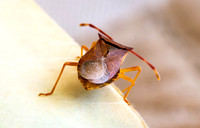 Box bug