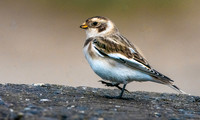 Snow bunting