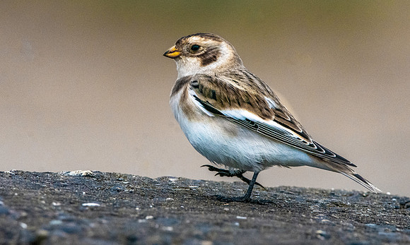 Snow bunting