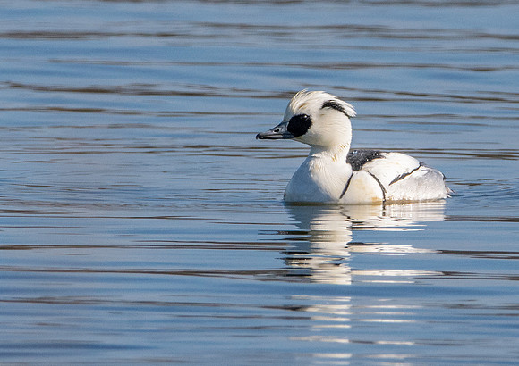 Smew, male
