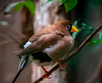 Masked finch