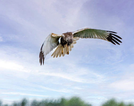 Marsh harrier