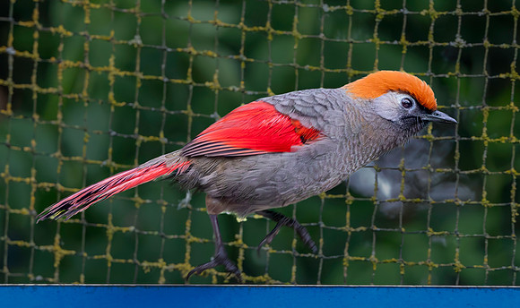 Red tailed laughing thrush