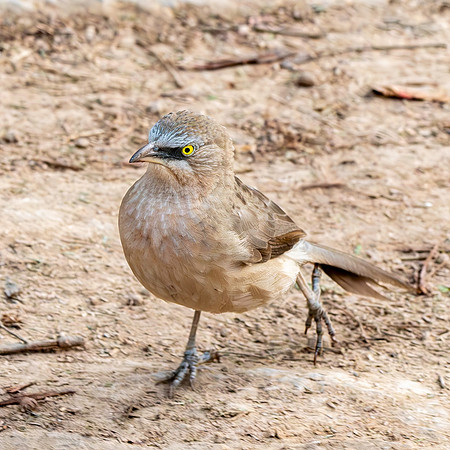 Large grey babbler