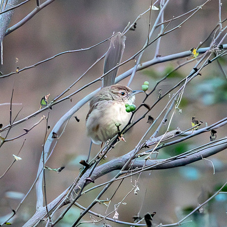 Jungle prinia