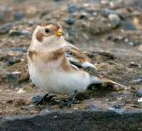 Snow bunting