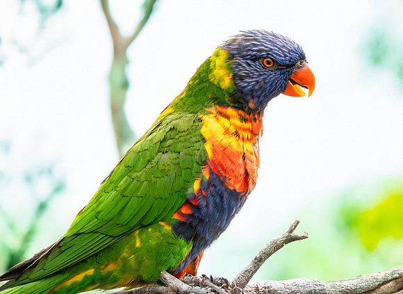 Rainbow / Swainson's lorikeet
