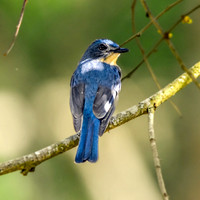 Tickell's Blue flycatcher