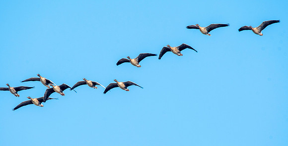 Pink footed geese