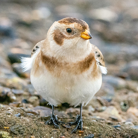 Snow bunting