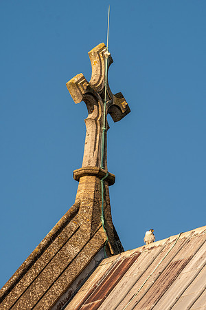 Peregrine falcon