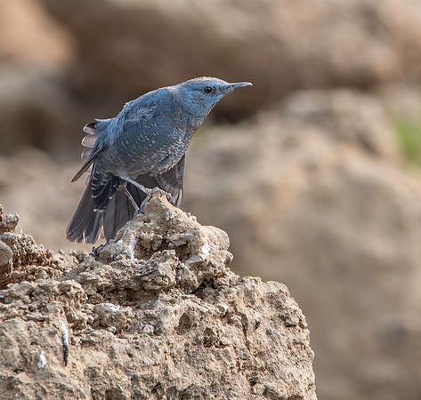Blue rock thrush