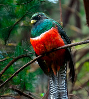 Collared trogon, male