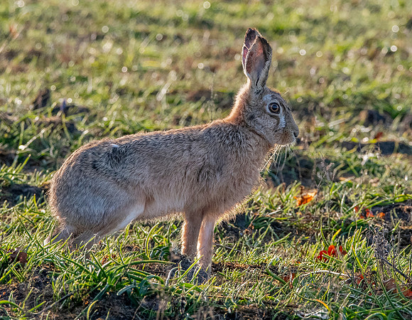 Brown hare