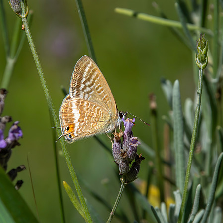 Long tailed blue