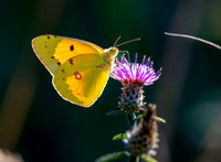 Clouded yellow
