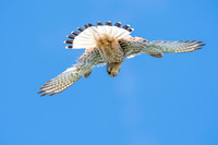Common Eurasian kestrel
