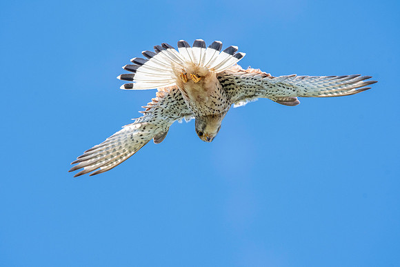 Common Eurasian kestrel