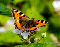 Small tortoiseshell