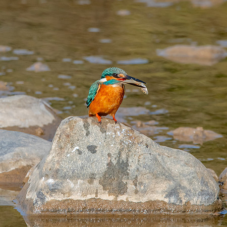 Little Indian Kingfisher