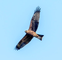 Black kite