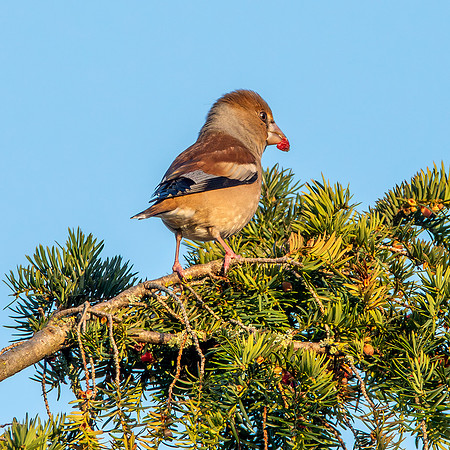 Hawfinch, female