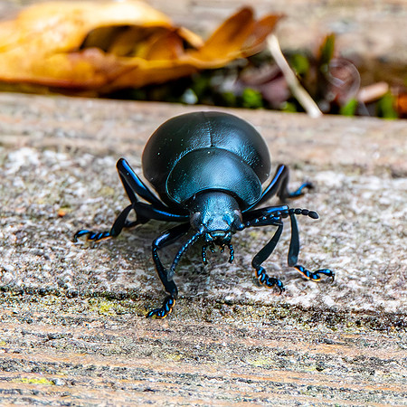 Bloody-nosed beetle