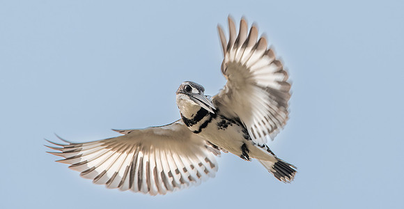 Pied kingfisher