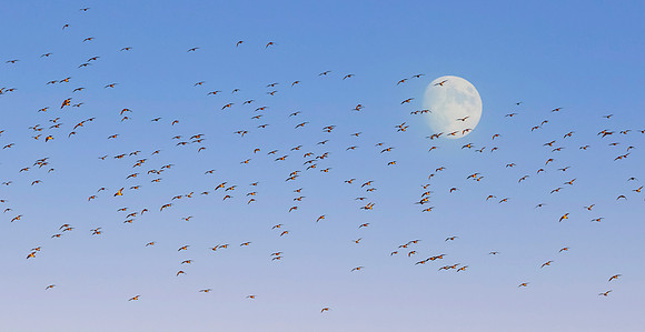 Golden plover
