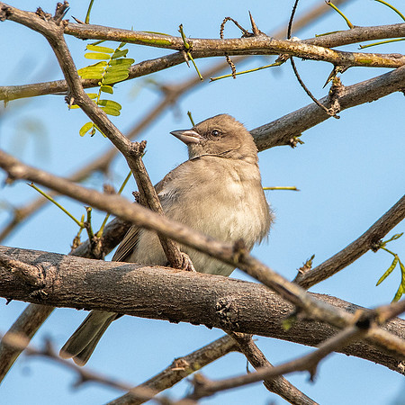 Yellow throated sparrow