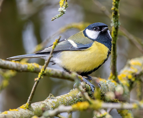 Great tit