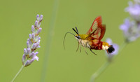 Broad-bordered bee hawk-moth