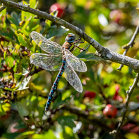 Migrant hawker