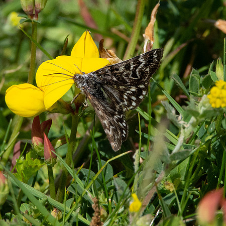 Mother Shipton moth